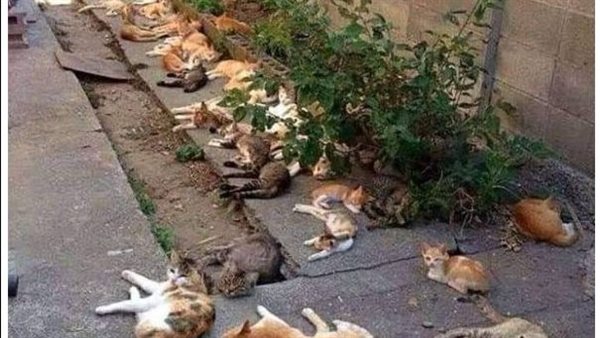 موقع أيام نيوز